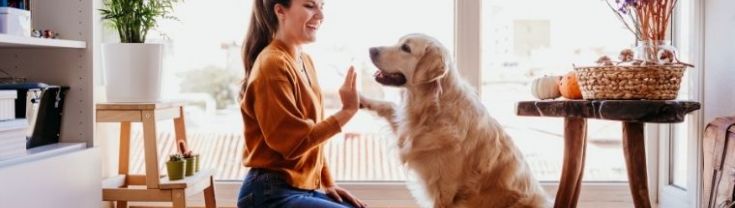 A woman kneeling down giving a high five to her golden retriever dog.
