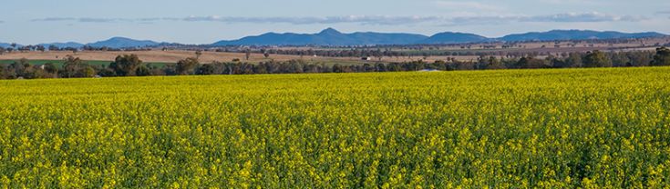 Canola fields in Gunnedah NSW