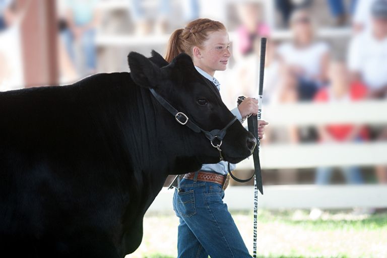 A young girl in a white top and blue jeans leading a black Angus cow or bull