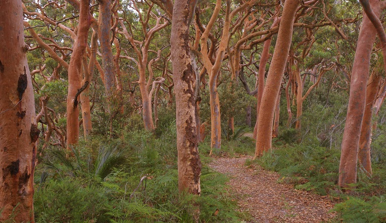 Trail lined with Sydney red gums (Angophora costata) in Wyrrabalong National Park