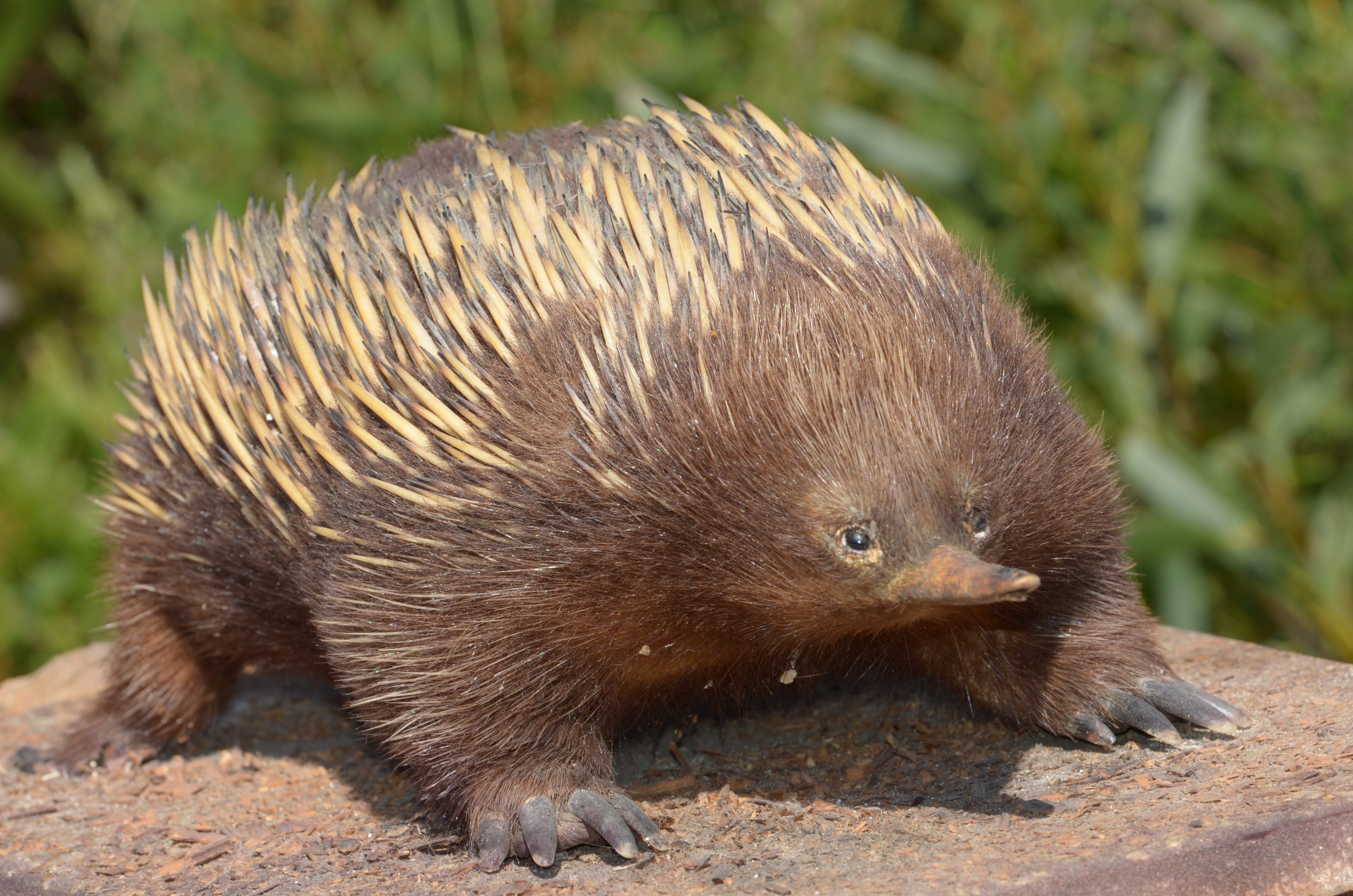Taxidermy short-beaked echidna (Tachyglossus aculeatus) on display at Royal National Park Visitor Information Centre 