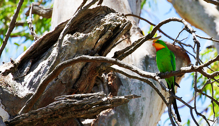 Superb parrot (Polytelis swainsonii) perched on a branch