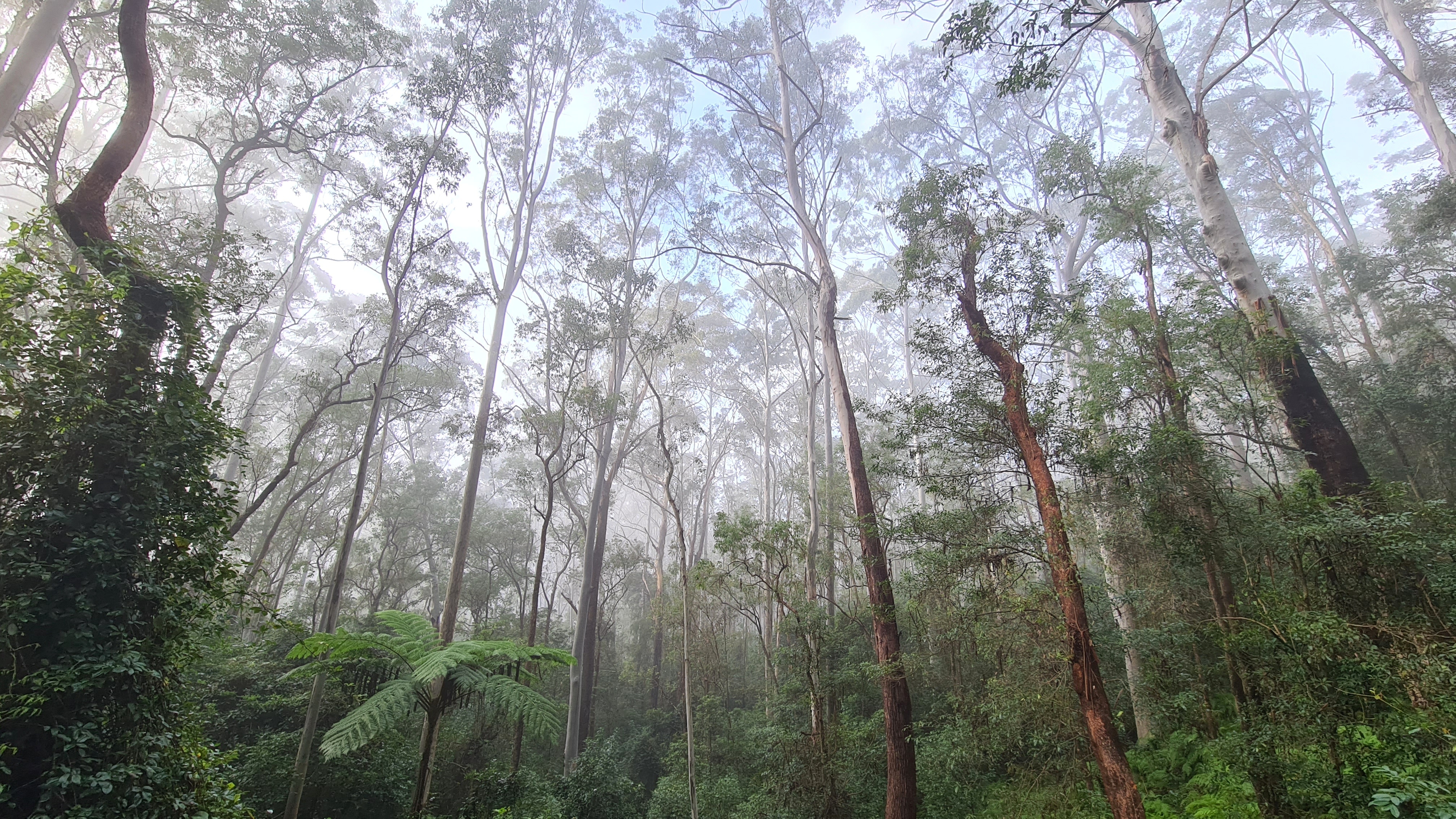 Misty morning looking up into canopy of a eucalypt forest.