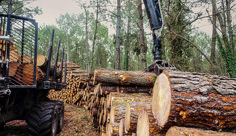 Forest harvesting big tree trunks and crane