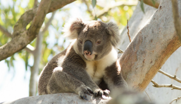 Koala with a white chest sitting in a gum tree