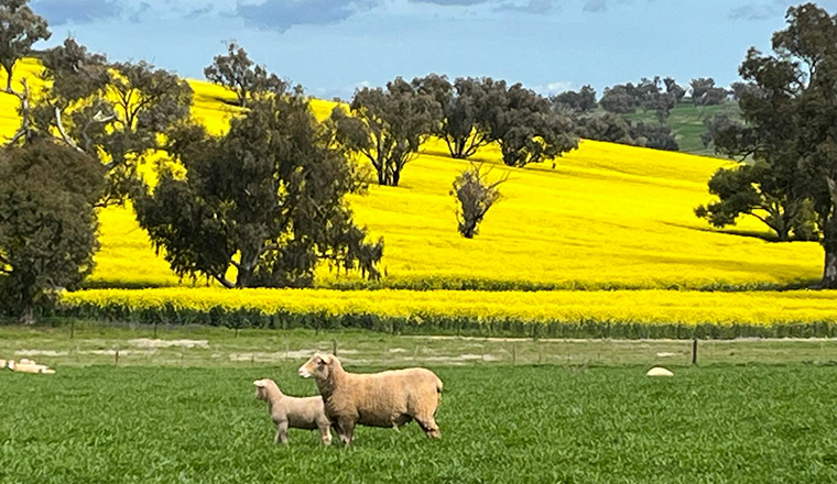 Spring sheep and  lamb with backdrop of canola fields Cootamundra