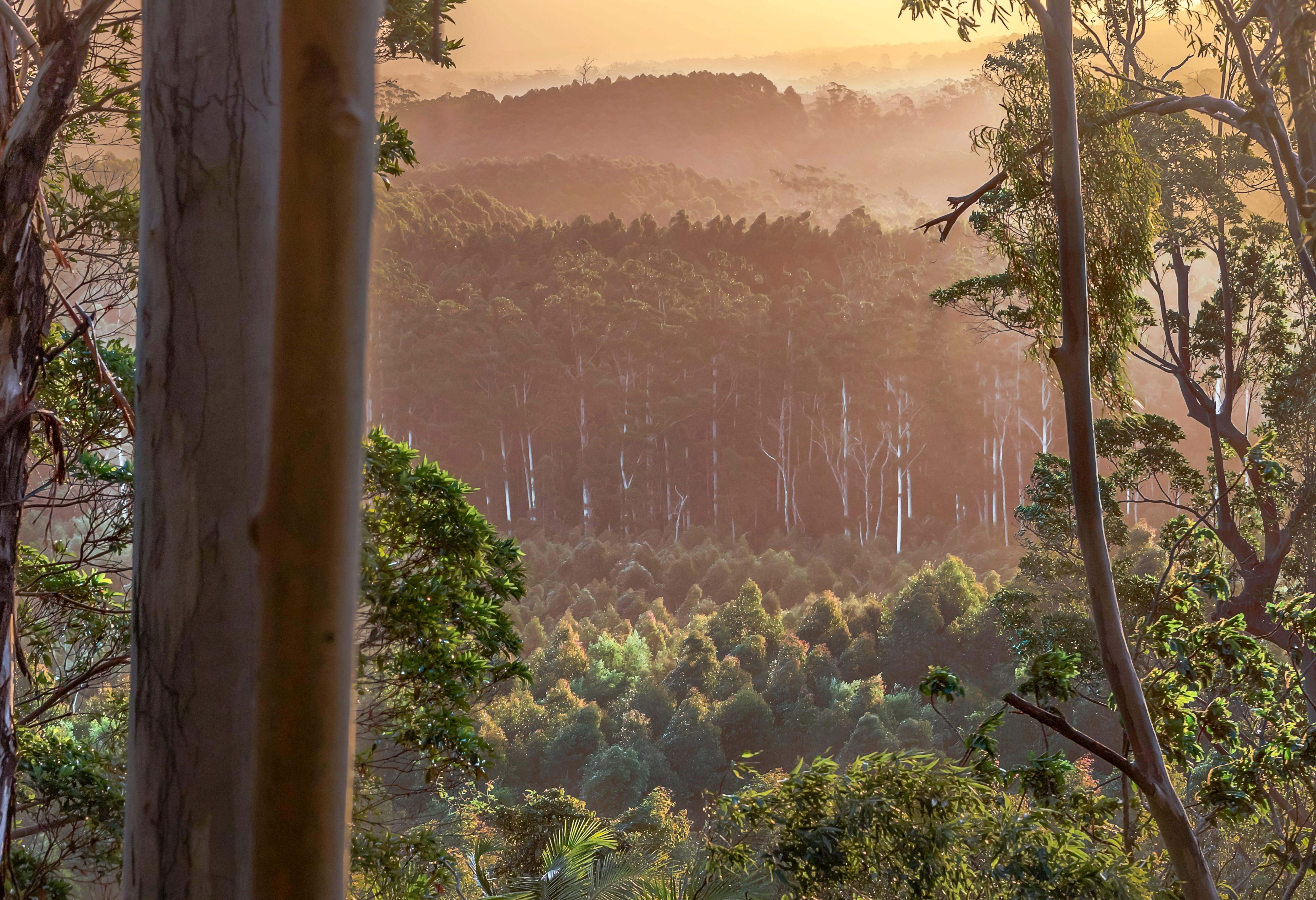 landscape of a hardwood plantation in NSW