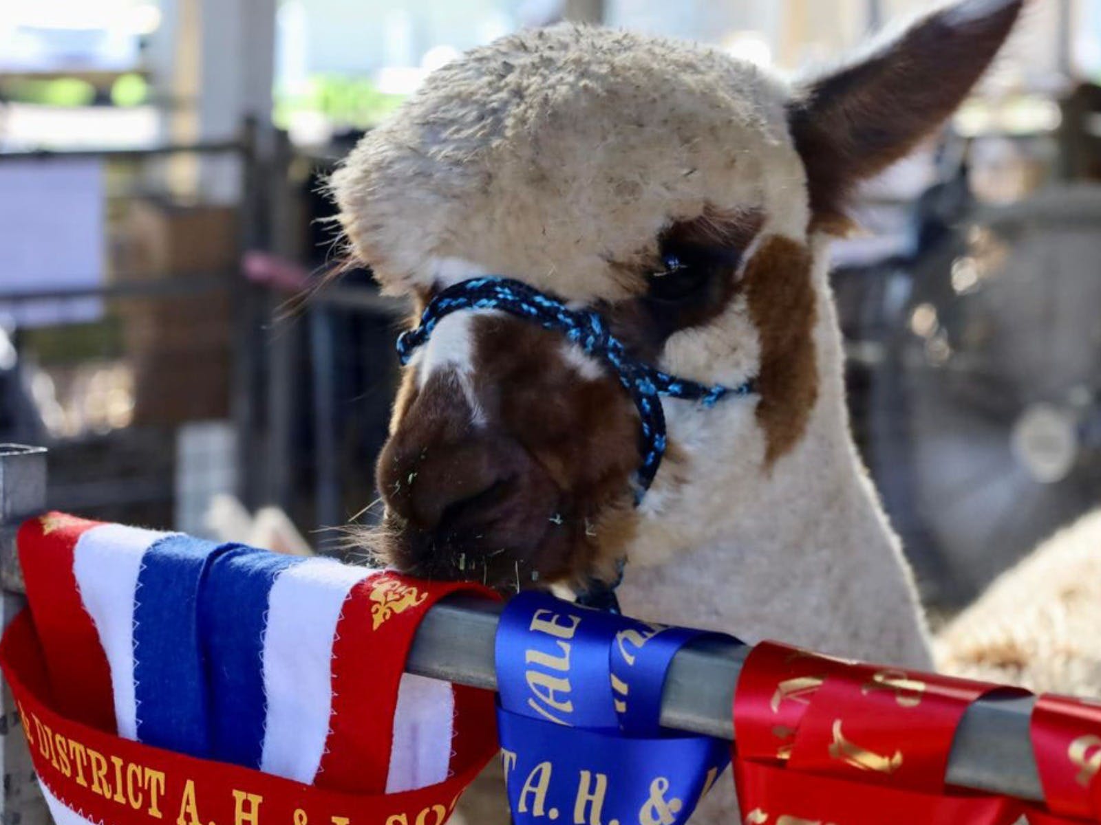 The Charles Ledger Alpaca Show | NSW Government