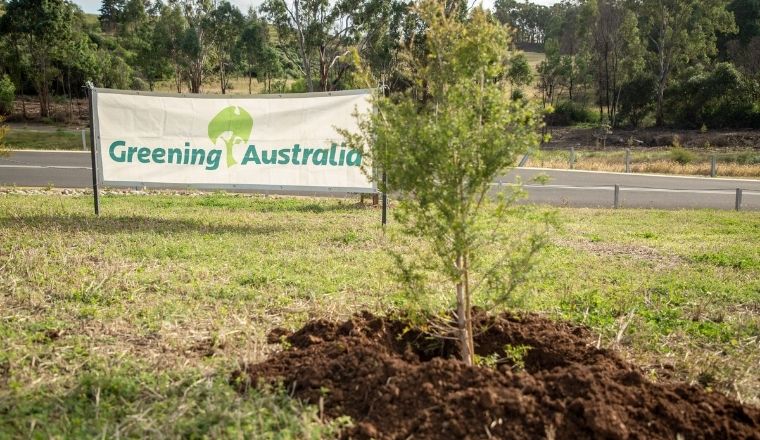 Trees being planted in NSW
