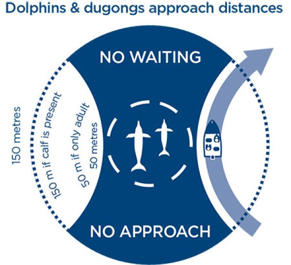 Diagram on how to approach a dolphin