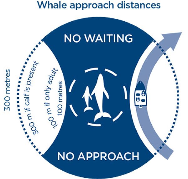 Diagram that explains how to keep distance from approaching dolphins and dugongs