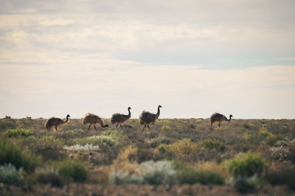 Emus NSW