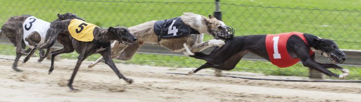Greyhounds on racetrack