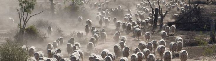 Sheep on the move through a drought affected paddock
