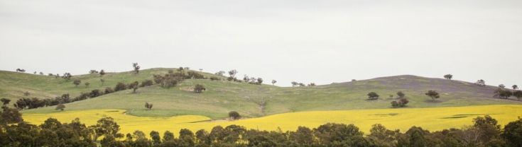 Canola fields and sheep near Cootamundra