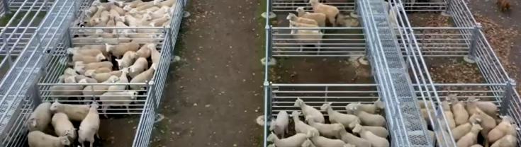Aerial image of sheep in pens at Glen Innes saleyards