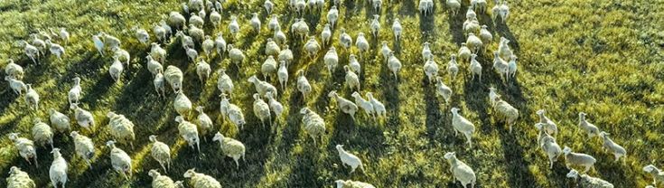 an aerial view of a flock of sheep in a green paddock
