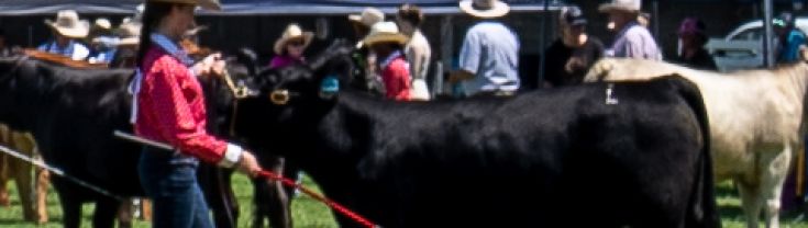 A young woman in a hat and red shirt showing a black bull or steer at the Maitland Show