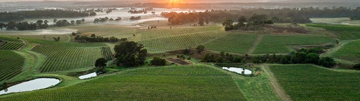 An aerial photo of Cessnock at dawn showing fields filled with rows of green crops and vines