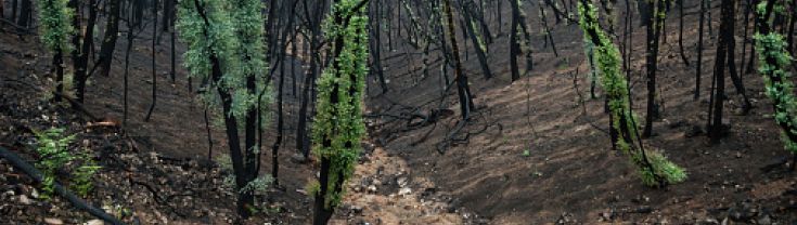 New green leaves sprouting from tree trunks blackened by bushfires