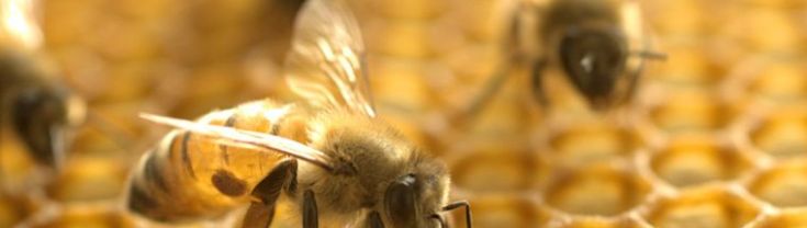 A stock photo showing a honey bee with varroa mite on honeycomb