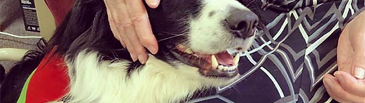 border collie therapy dog getting pats from an elderly woman