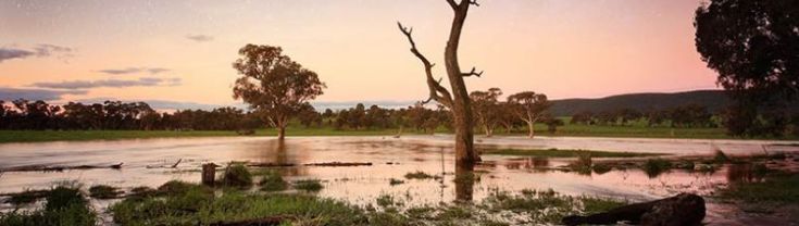 A few gum trees in an open area with water laying on the ground