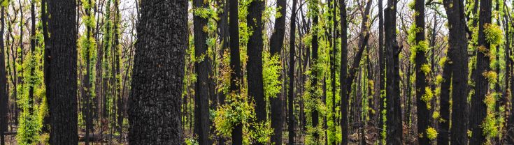 Green leaves covering blackened tree trunks after a bushfire