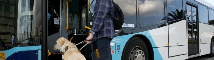 A person and guide dog stepping onto a bus.