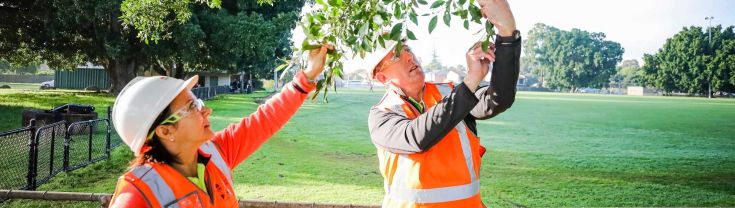 Two workers in safety attire inspect tree leaves.
