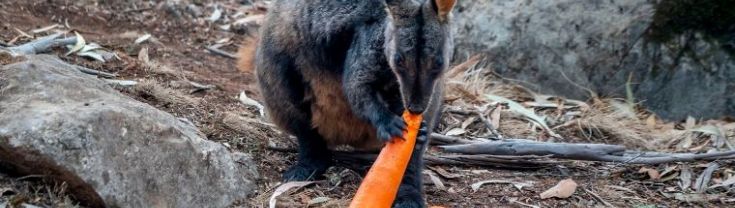 A brush tailed rock wallaby eating carrots