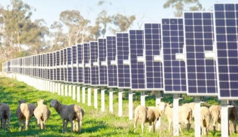A farm with solar panels and sheep