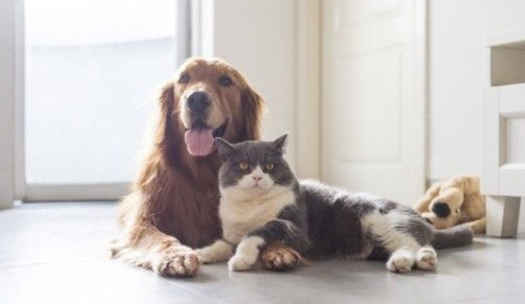 A golden retriever dog and a domestic cat