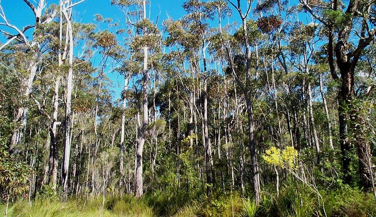 Vegetation called swamp mahogany (Eucalyptus robusta) 