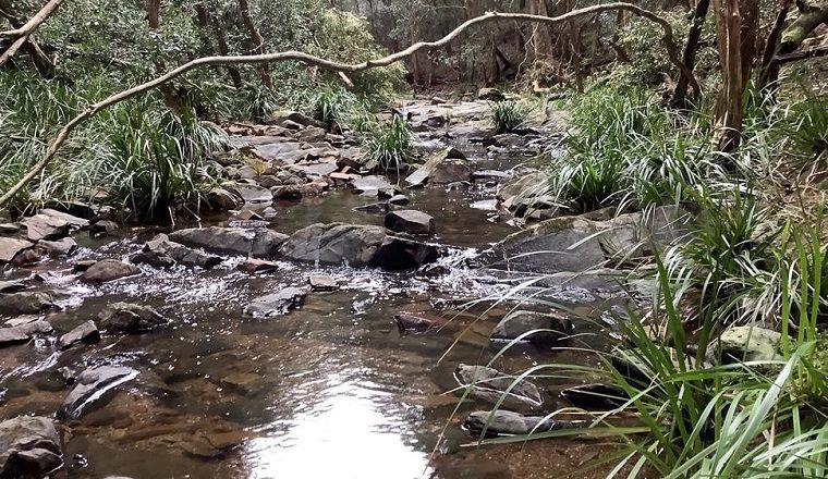Rocky, shallow water of Stockyard Creek lined with lush vegetation, Ngambaa Nature Reserve