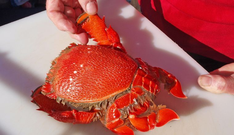A spanner crab being held