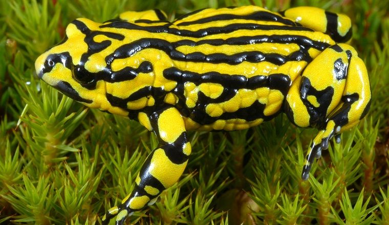 Close up of the bright yellow- and black-striped southern corroboree frog