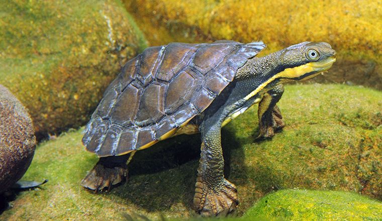 Manning River helmeted turtle (Myuchelys purvisi) 