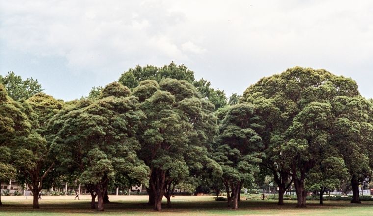 Image of green trees in a park