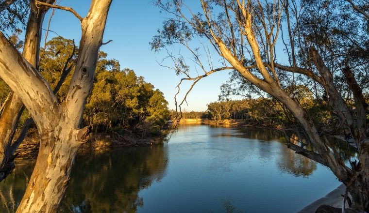 Murray river early in the morning with river gum trees on both banks.