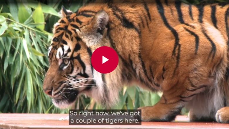 A livestream of a Tiger from Taronga Zoo as part of the Education Department's #EducationLIVE.