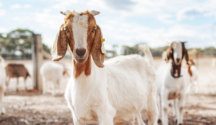 A goat looking at camera on a farm surrounded by other goats.