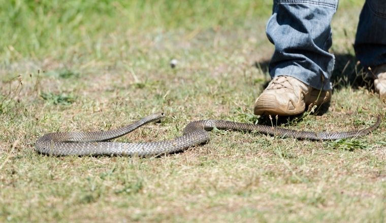 A person walking toward an eastern brown snake moving through grass.