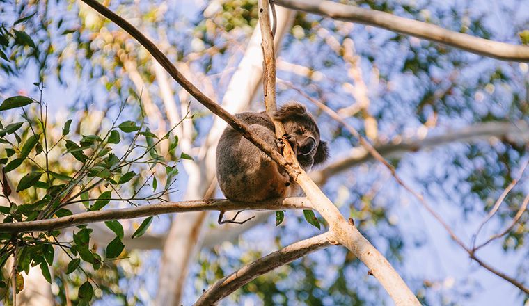 Koala sleeping in a gum tree on a sunny day