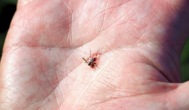 squashed mosquito on a man's palm