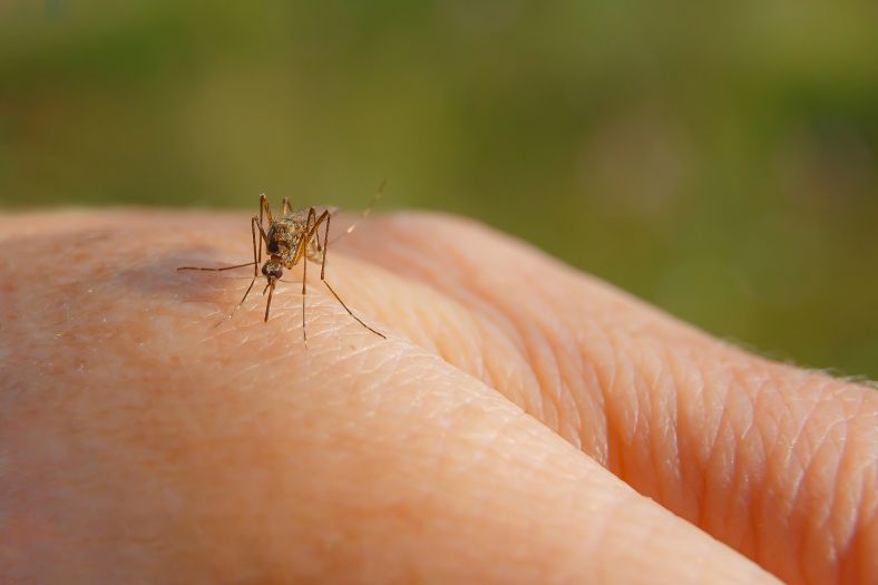 Mosquito sitting on a hand
