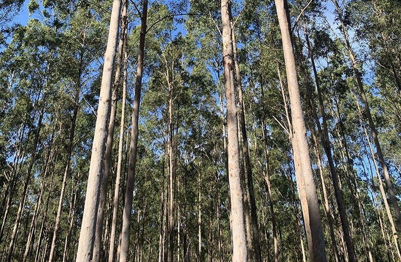 Tall trees with straight, slender trunks shown against a blue sky