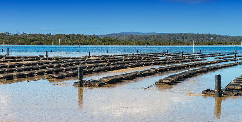 Oyster bed Merimbula N.S.W Australia, the south coast of New South Wales produces some of the best Oyster in the Country.