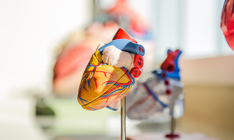 Colourful model of a heart
