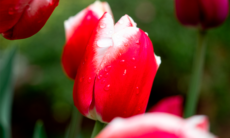 Close up photo of red tulip flower